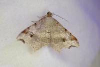 Macaria alternata