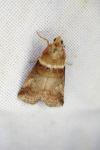 Acrobasis tumidana