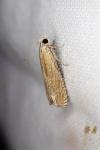 Eucosma hohenwartiana