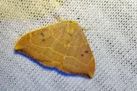 Watsonalla uncinula