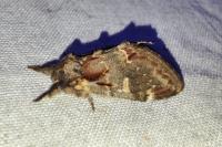 Notodonta dromedarius