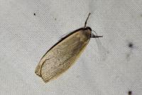 Collita griseola