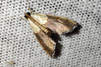 Agrotera nemoralis