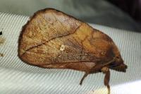 Euthrix potatoria