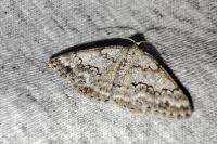 Pseudoterpna coronillaria