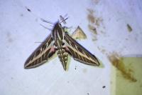 Hyles livornica