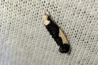Monopis monachella
