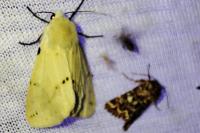Spilarctia lutea