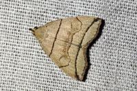 Herminia grisealis