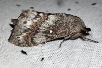 Dendrolimus pini