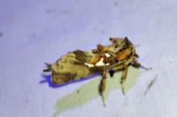Spatalia argentina