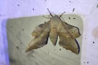 Laothoe populi