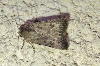 Caradrina flavirena