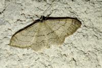 Idaea aversata