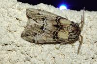 Drymonia velitaris