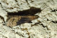 Euzophera fuliginosella