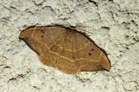 Watsonalla binaria