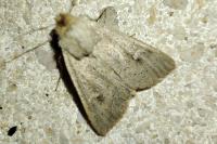 Mythimna ferrago