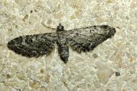 Eupithecia nanata