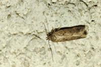 Bryotropha