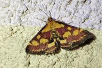 Pyrausta purpuralis