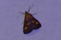 Pyrausta purpuralis