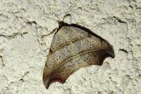 Laspeyria flexula