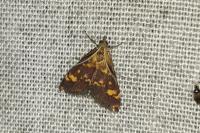 Pyrausta aurata