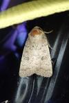 Hoplodrina hesperica