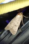 Hoplodrina hesperica