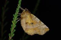 Selenia dentaria