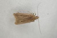 Acompsia antirrhinella