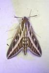 Hyles livornica