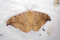 Drepana curvatula