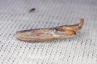 Selagia spadicella