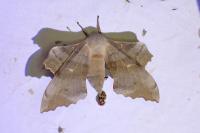 Laothoe populi