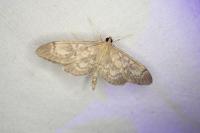 Anania lancealis