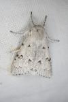 Acronicta leporina