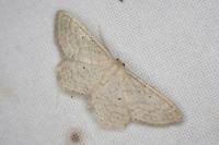 Idaea sylvestraria