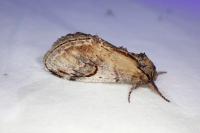 Notodonta ziczac