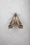 Diasemiopsis ramburialis