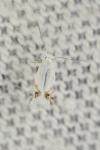 Leucoptera
