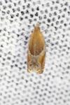 Ancylis obtusana
