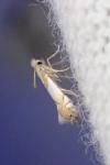 Phyllonorycter roboris