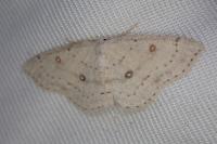 Cyclophora albipunctata
