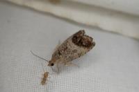Cydia splendana