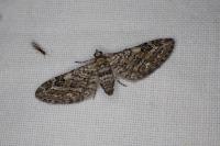 Eupithecia nanata