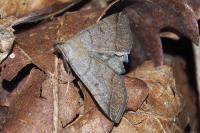 Zanclognatha lunalis