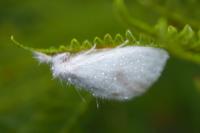 Sphrageidus similis