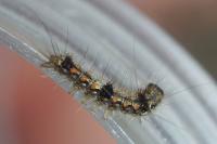 Wittia sororcula